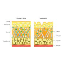 Load image into Gallery viewer, Skin Collagen Support
